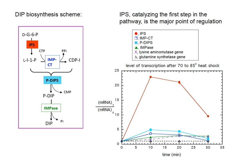 DIP Biosynthesis